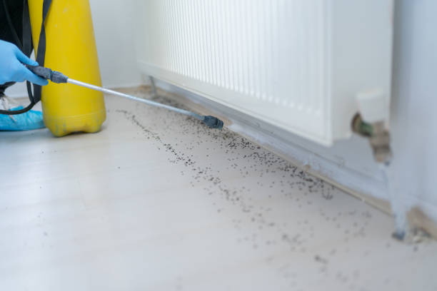 Best Termite Control Services  in Danvers, IL
